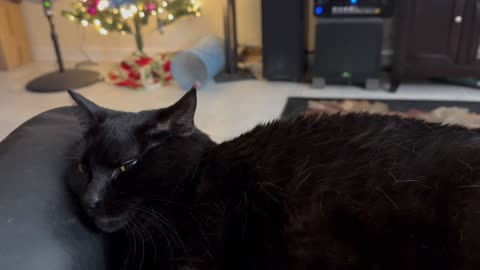 Cute Precious Piper Enjoys Some Lap Time - Adopting a Cat from a Shelter Vlog