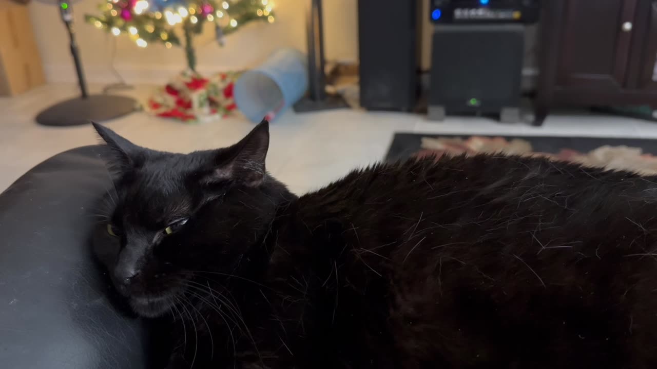 Cute Precious Piper Enjoys Some Lap Time - Adopting a Cat from a Shelter Vlog