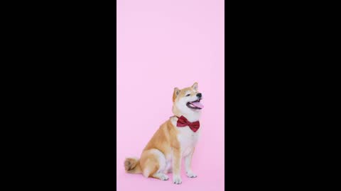 Get ready for party, it's party time #rumble #rumbleviral #petsTv