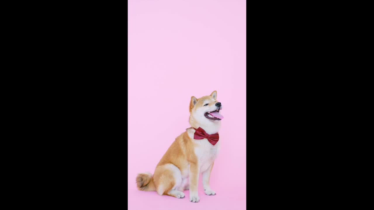 Get ready for party, it's party time #rumble #rumbleviral #petsTv