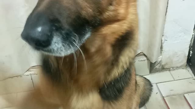 German shepherd wants food and sits