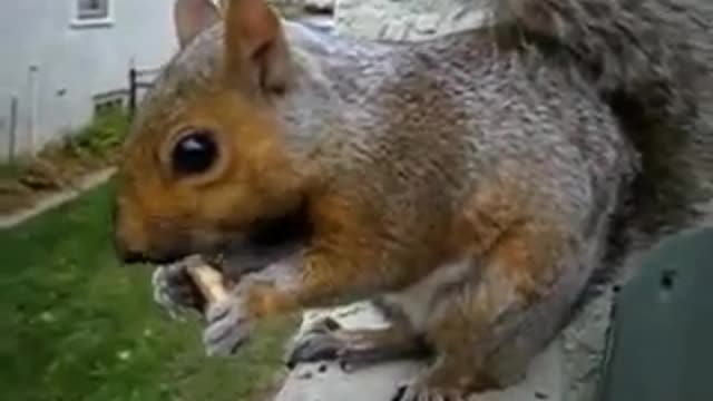 The Best Cute Squirrel Video.