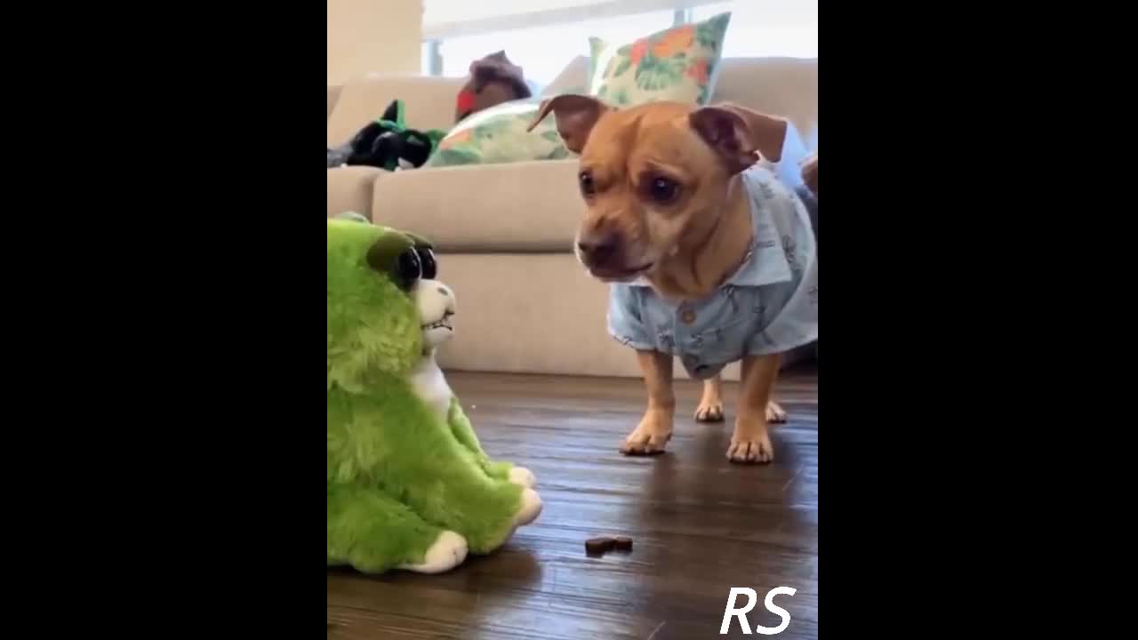 Dogs And Cats Funny and Cute Reaction to Toys Part 4