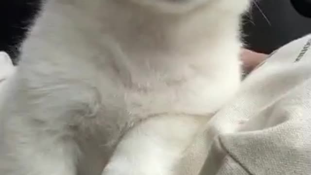 dog is very happy mode