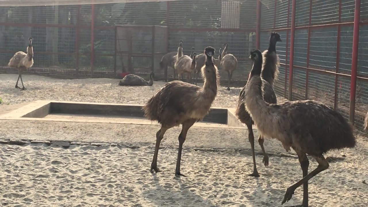 The Enigmatic World of Ostriches