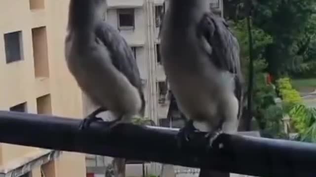 Rare Hornbills spotted in Mumbai, India