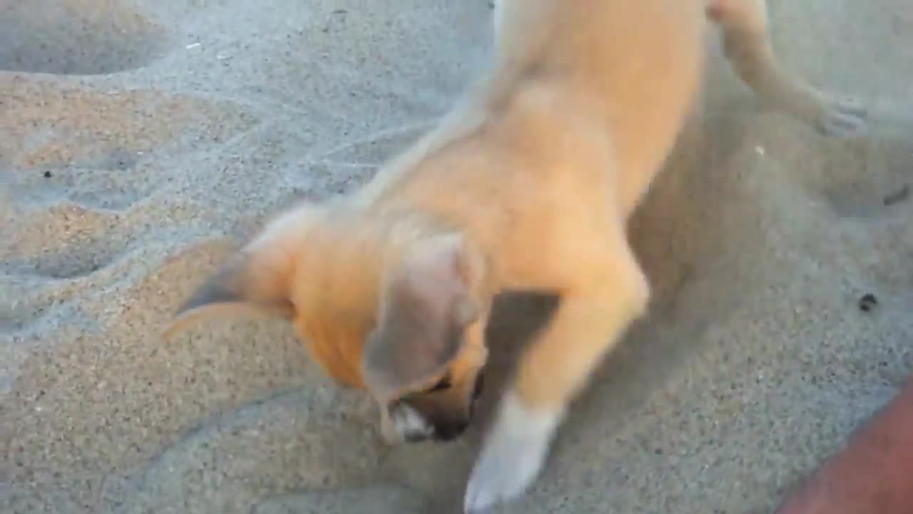 Cute dog playing at the beach