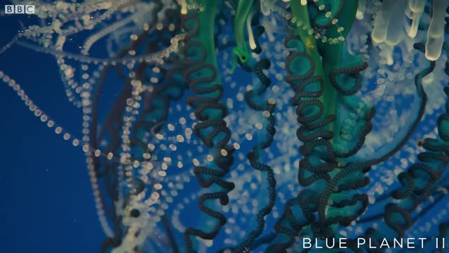 How Portuguese Man O' War stings and eats prey | Blue Planet II