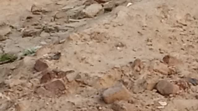 Beautiful Birds and animals video
