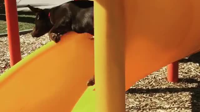 Black lab yellow slide fail