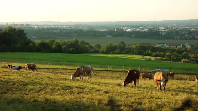 Cows