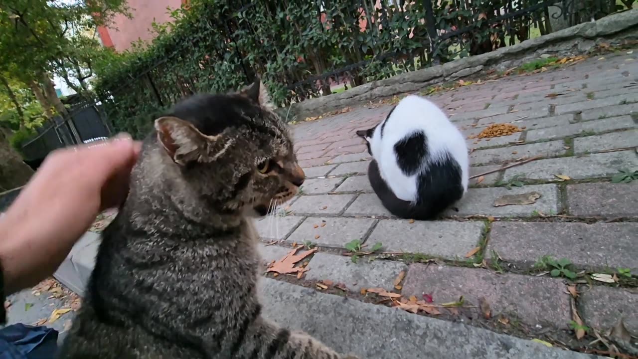 Such a violent Cat Fight has never been seen_ I had a hard time telling them apart