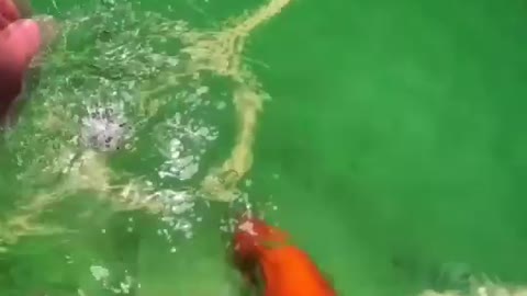 Awesome Fish Soccer 🤣