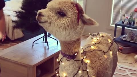 Alpaca Shows off Christmas Spirit