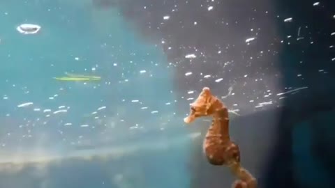 This is a beautiful and charming water-dwelling species