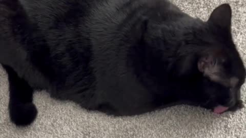 Cute Precious Piper Has a Nice Long Stretch - Adopting a Cat from a Shelter Vlog #shorts
