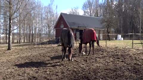 I skogen och hästarna. Marieberg 20 Mars 2019