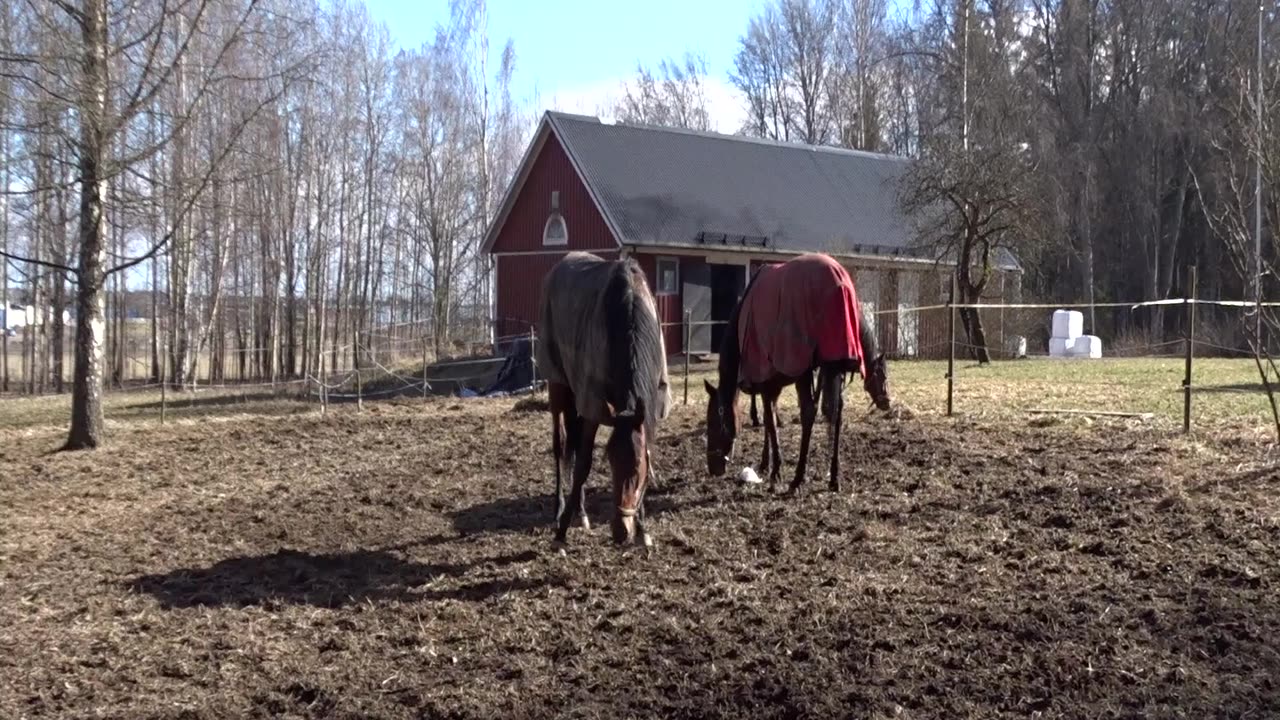 I skogen och hästarna. Marieberg 20 Mars 2019