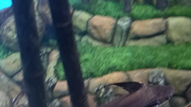 aquarium #fish #relaxingmusic #4k #aquariumrelax #coralreef #underwater #4kvideo