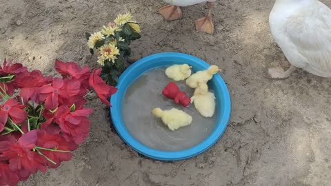 Very cute ducks and ducks child