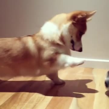 Corgi se da cuenta de que sus piernas son muy cortas