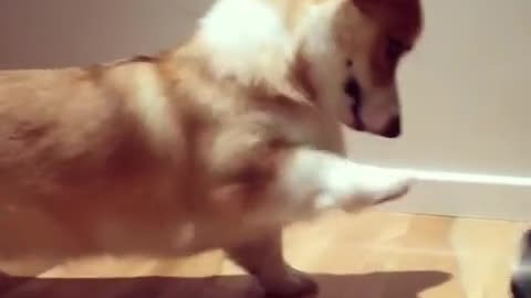 Corgi se da cuenta de que sus piernas son muy cortas