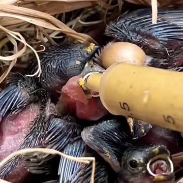 Rescue baby birds