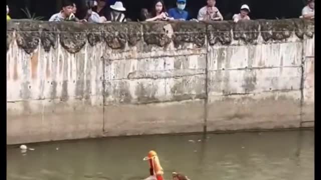 Gorilla rescued from falling into water