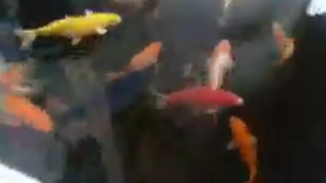 Koi fish pond