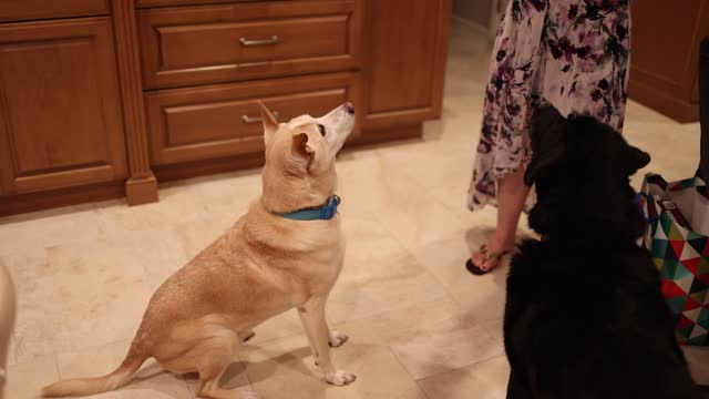 Slow Motion of Dog missing food