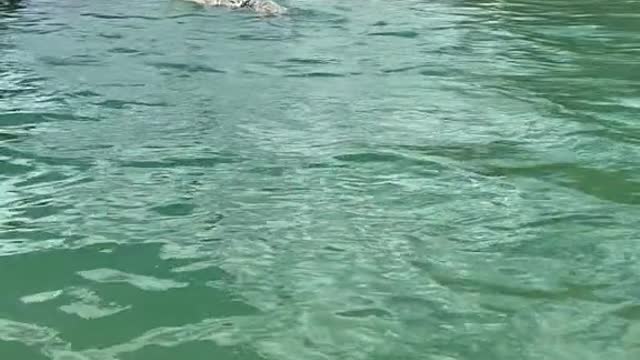 Its a wolf shark Very rare