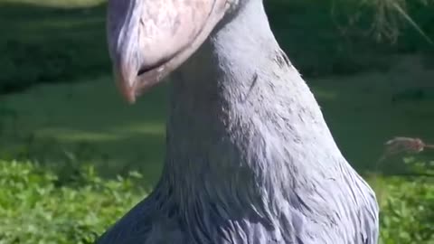 THIS IS THE SHOEBILL STORK! #shorts #shoebillstork .