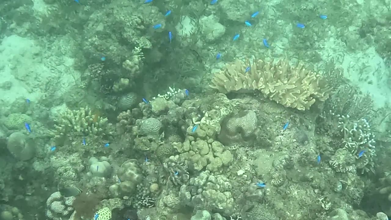 Snorkeling Adventures Philippines. Beautiful new coral growth and some amazing fish