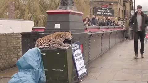 LEOPARD PRANK!