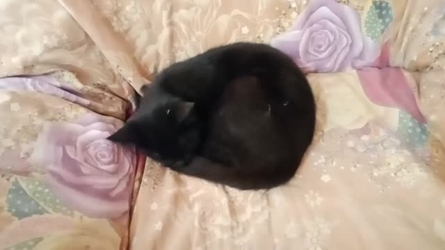 Cute cat Mano is very tired today so she wakes up late today and is sleeping
