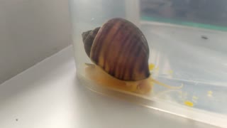 Snail ampularia eats carrots