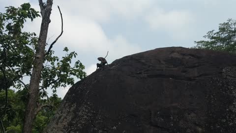 Monkeys doing the nasty at Sigiyira, Sri Lanka