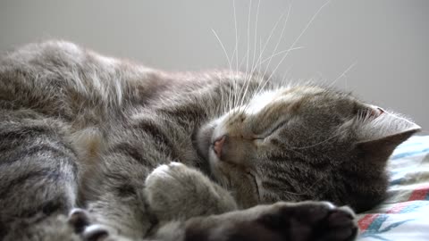 This Cat It So Cute