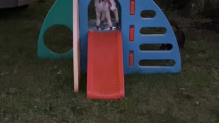 Happy Taffi on her slide