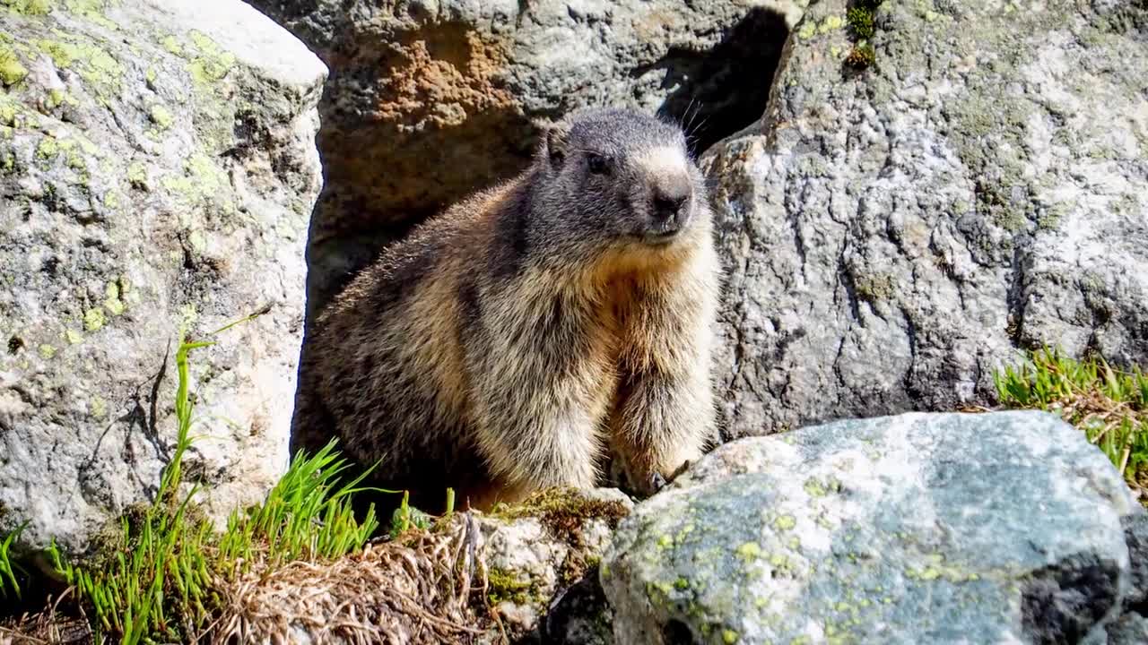 Beautiful Pictures of Switzerland - Swiss Landscape and Animals