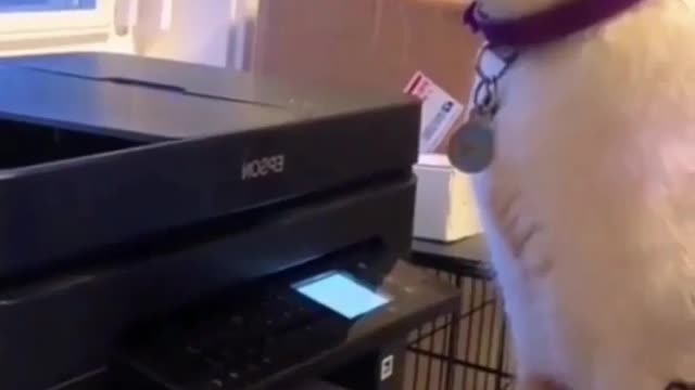 Cat vs Printing Machine