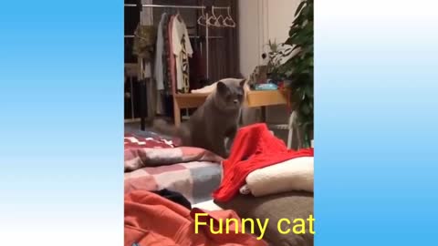 Funny cat 2022/funny cat video/cat/cats