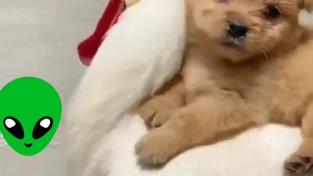 Amazing Friendship of Cute Puppy and Parot