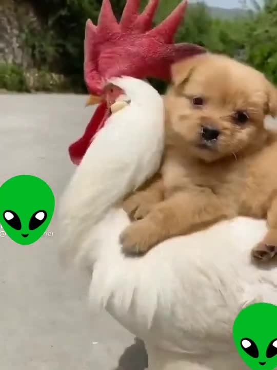 Amazing Friendship of Cute Puppy and Parot
