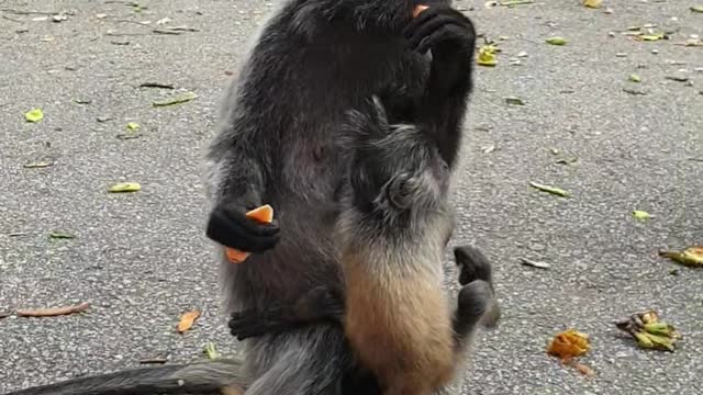 Mother monkey with baby eat banana