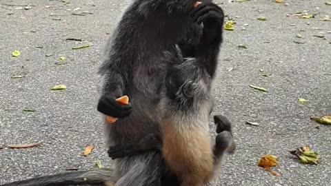 Mother monkey with baby eat banana