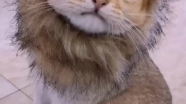 Cute cat video