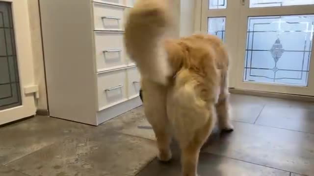 Golden Retriever doesn't want to share his toys with German Shepherd Puppy