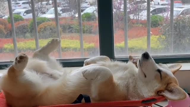 Grandma's family has a puppy with yellow hair and a pinch of snow-white hair on his forehead