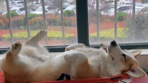 Grandma's family has a puppy with yellow hair and a pinch of snow-white hair on his forehead